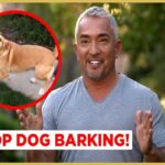 How To Stop A Dog From Barking?