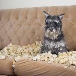 How To Stop A Dog From Chewing Furniture?