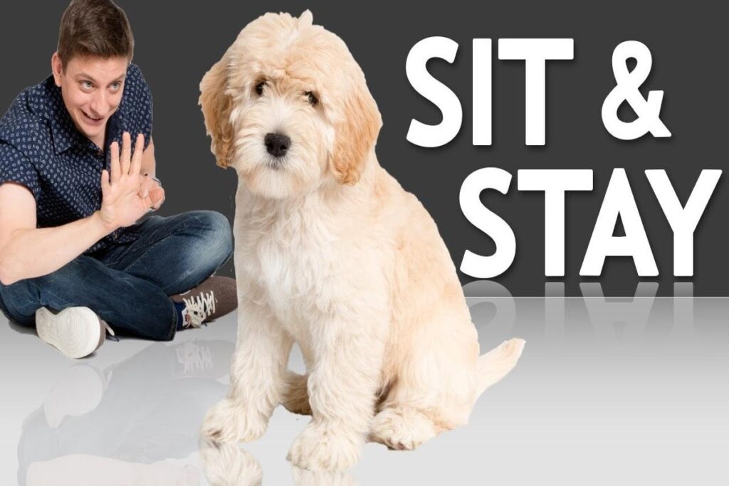 How To Train A Dog To Sit?