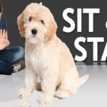 How To Train A Dog To Sit?