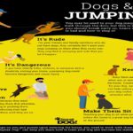 How To Train A Dog To Stop Jumping On People?