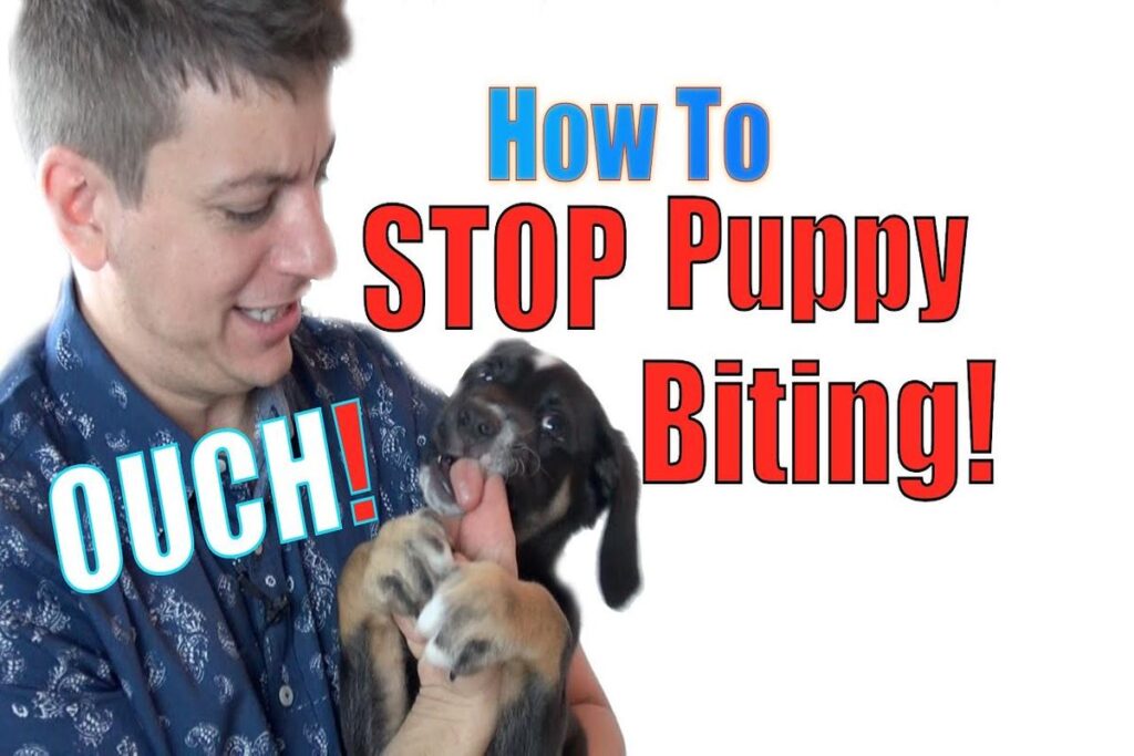 How To Train A Puppy Not To Bite?