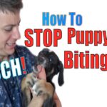 How To Train A Puppy Not To Bite?