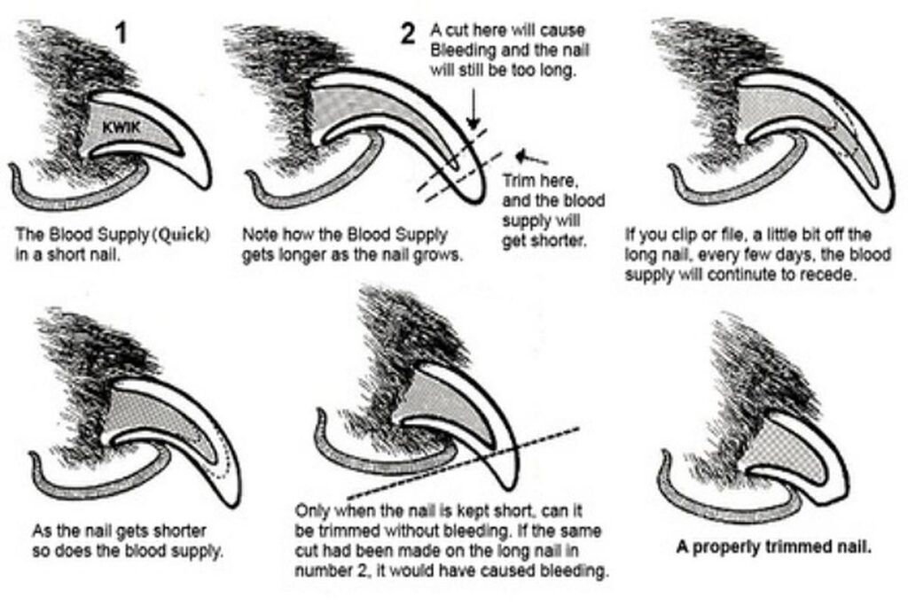 How To Trim A Dog’S Nails At Home?