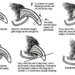 How To Trim A Dog’S Nails At Home?