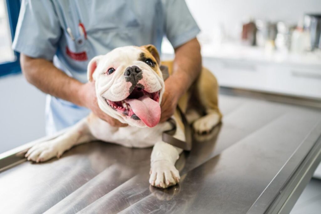 What Are Common Dog Health Issues?