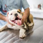 What Are Common Dog Health Issues?