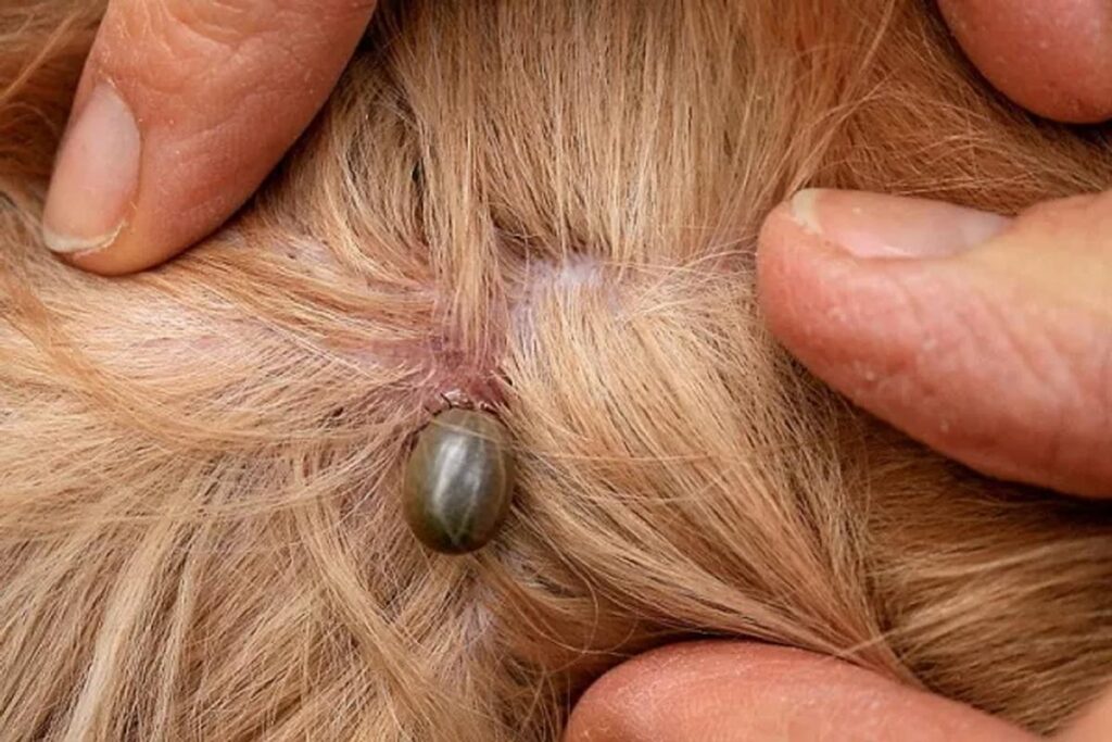 What To Do If My Dog Has A Tick?