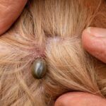 What To Do If My Dog Has A Tick?