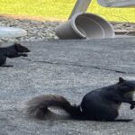 How To Safely Relocate A Squirrel?