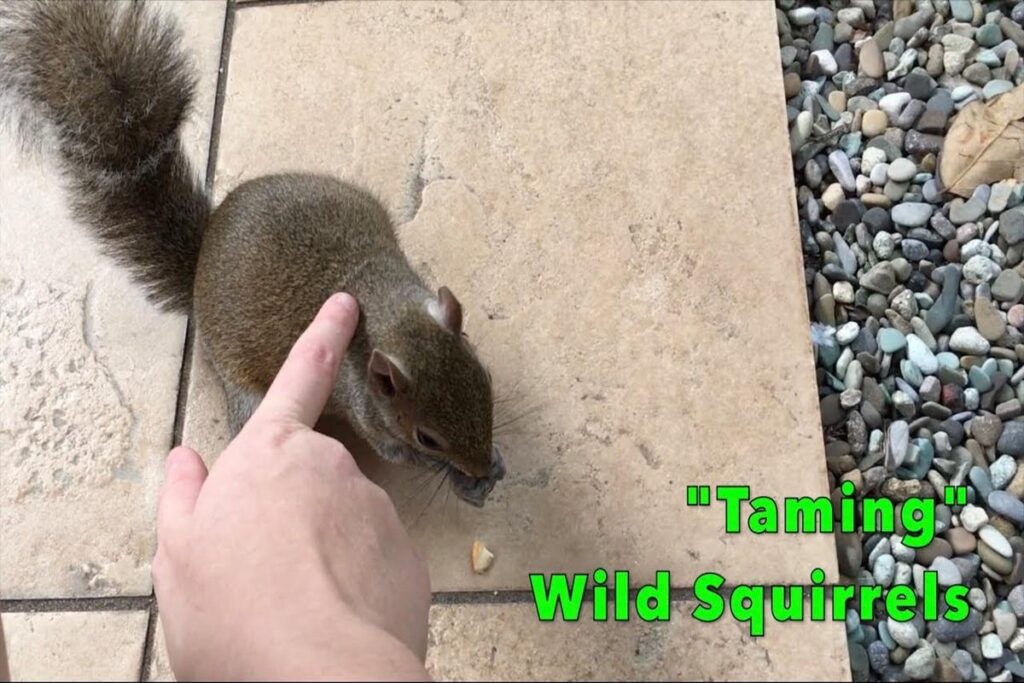 How To Train A Pet Squirrel?