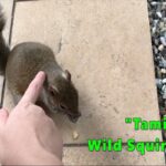 How To Train A Pet Squirrel?