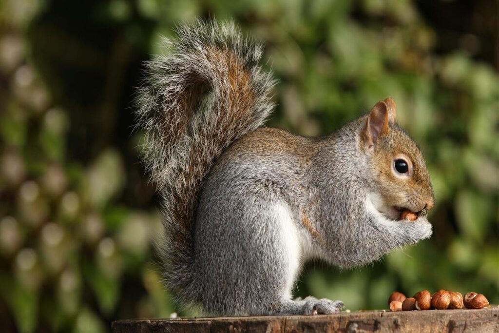 What Is The Best Food For Squirrels?