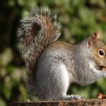 What Is The Best Food For Squirrels?