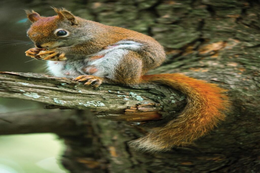 How To Photograph Squirrels In The Wild?