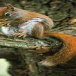 How To Photograph Squirrels In The Wild?