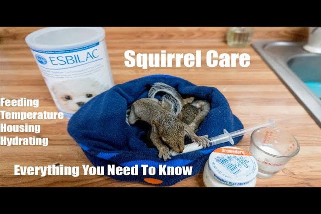 How To Care For Baby Squirrels?