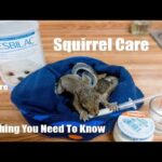 How To Care For Baby Squirrels?