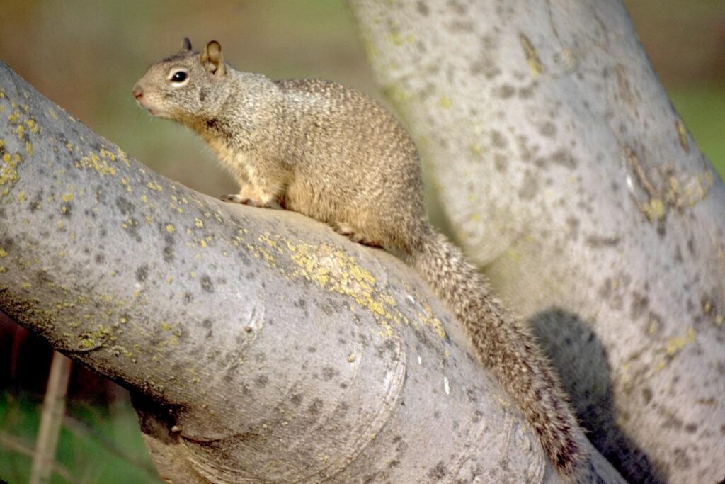 What Is The Difference Between A Tree Squirrel And A Ground Squirrel?