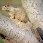 What Is The Difference Between A Tree Squirrel And A Ground Squirrel?