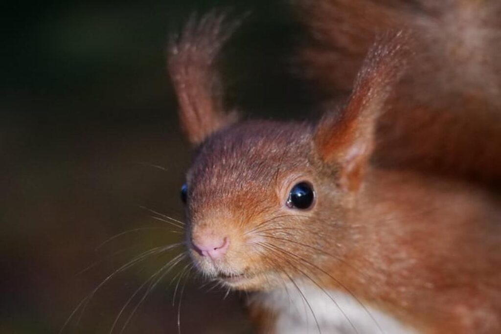 How Do Squirrels Communicate With Each Other?