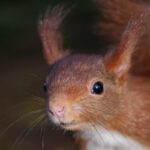 How Do Squirrels Communicate With Each Other?