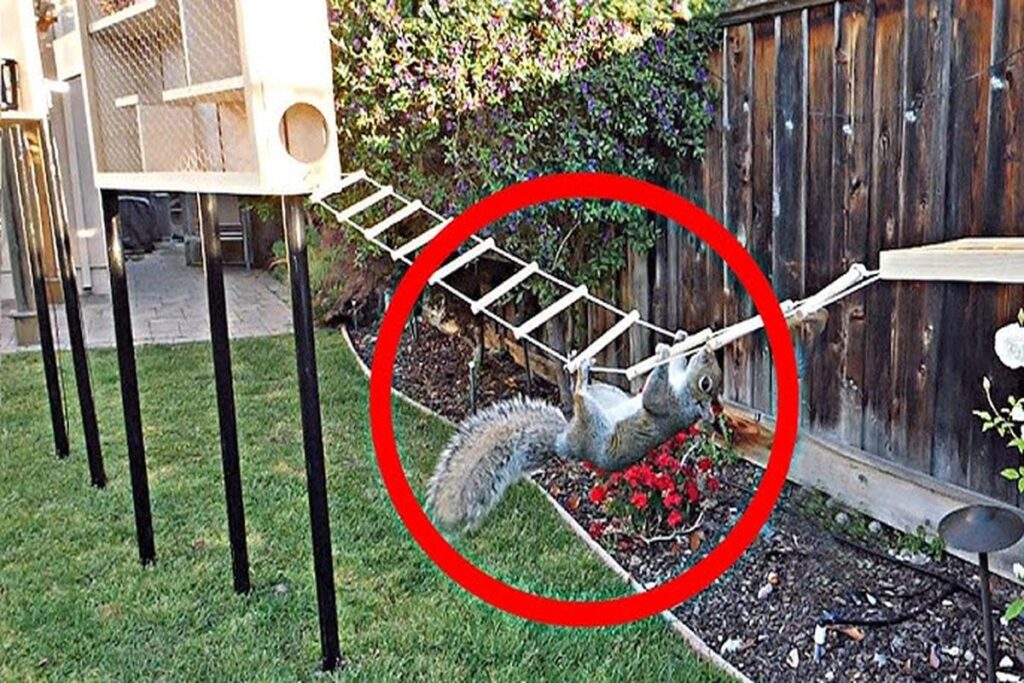 How To Make A Squirrel Obstacle Course?