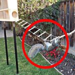 How To Make A Squirrel Obstacle Course?