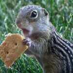 What Are Common Myths About Squirrels?