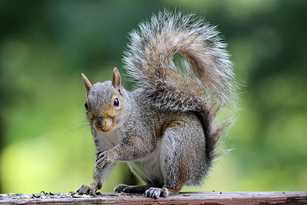 Why Do Squirrels Flick Their Tails?