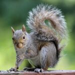 Why Do Squirrels Flick Their Tails?