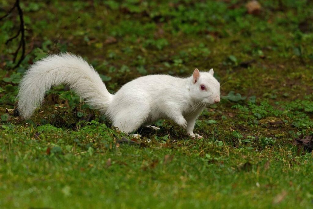 Why Do Squirrels Have Different Colors?