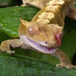 ﻿Lizard Species For Beginners