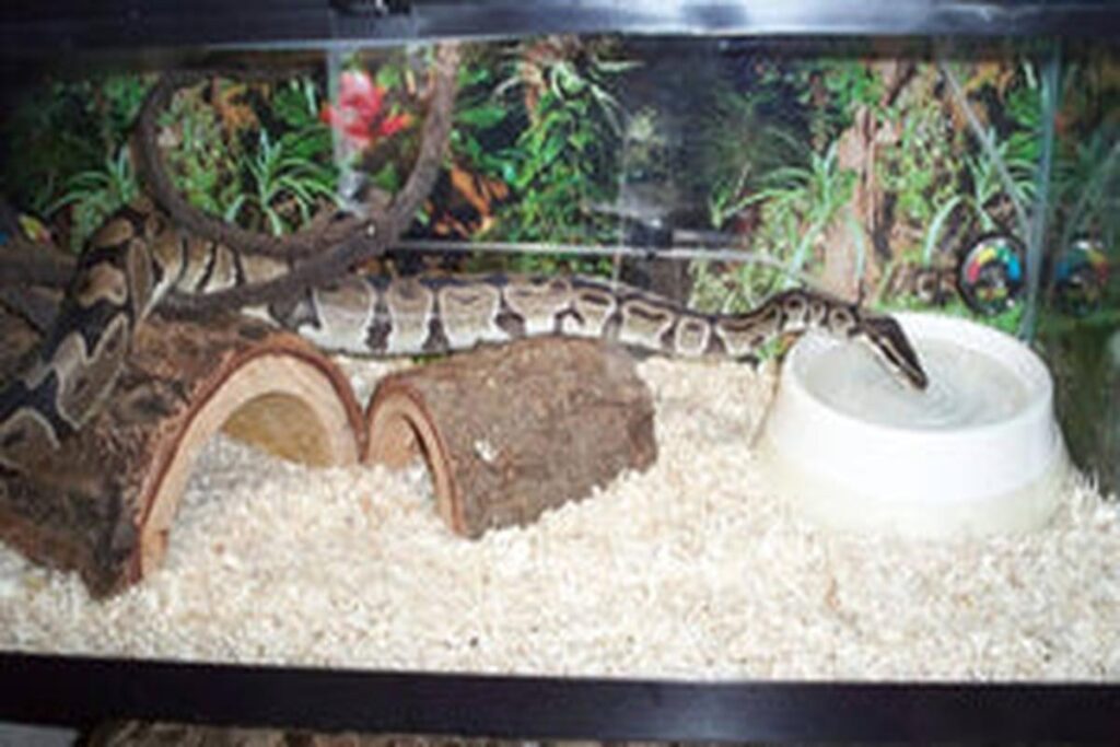 Best Substrate For Snakes