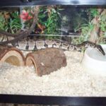 Best Substrate For Snakes