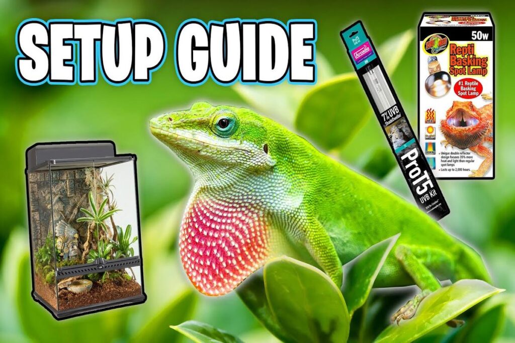 Lizard Lighting Setup Guide