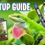 Lizard Lighting Setup Guide