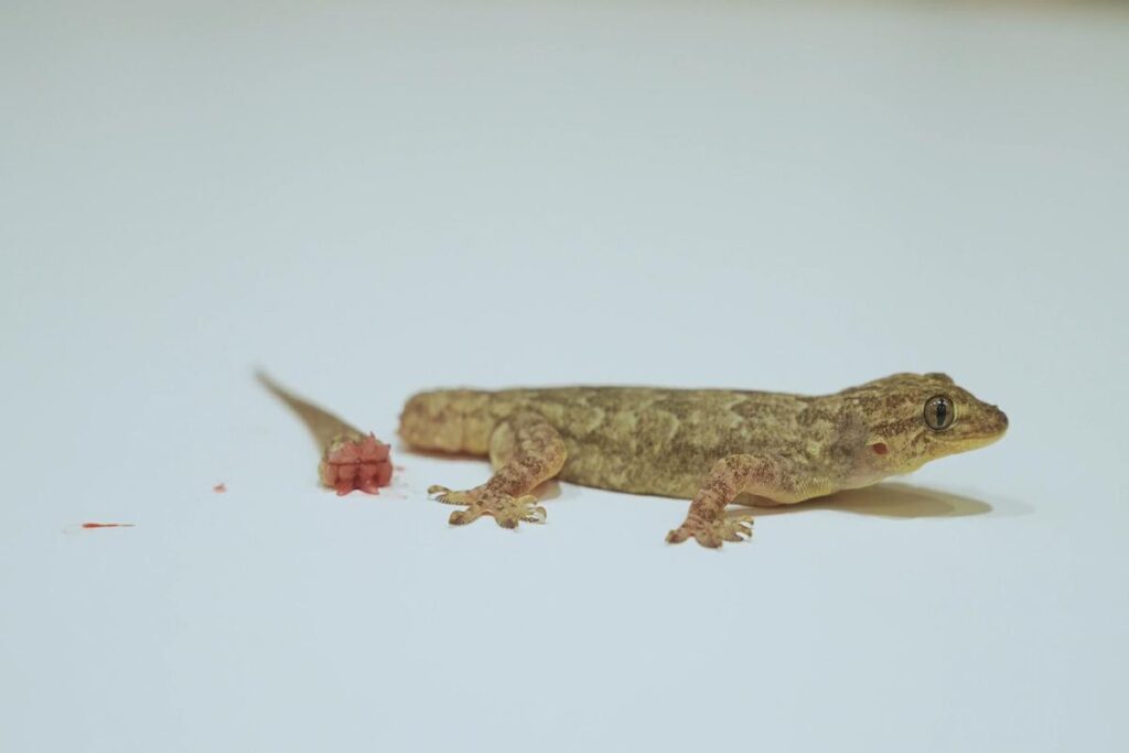 Can Lizards Regrow Tails