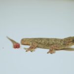 Can Lizards Regrow Tails