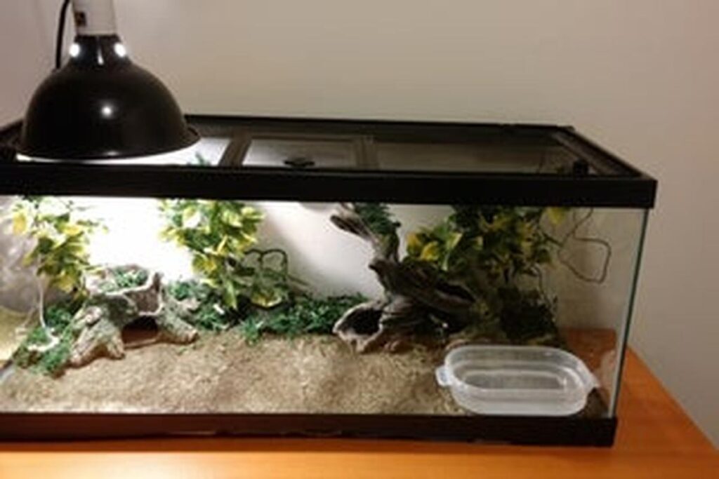 How To Set Up A Lizard Tank