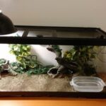 How To Set Up A Lizard Tank