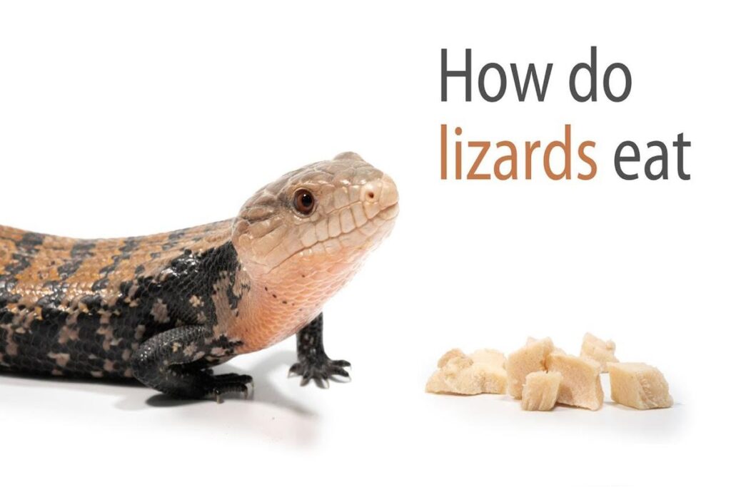 What Do Lizards Eat