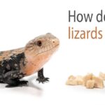 What Do Lizards Eat