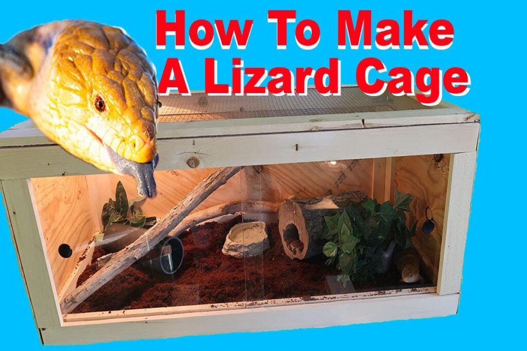 How To Set Up A Lizard Habitat