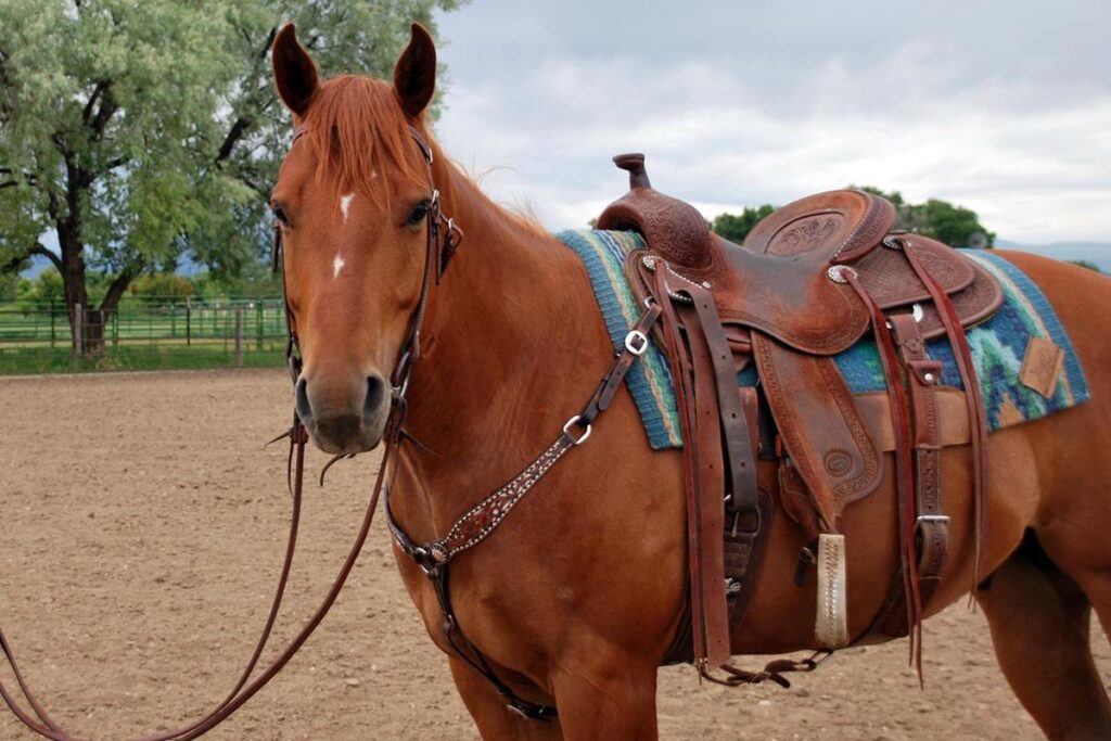 How To Saddle A Horse