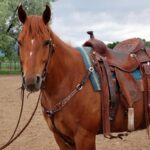 How To Saddle A Horse