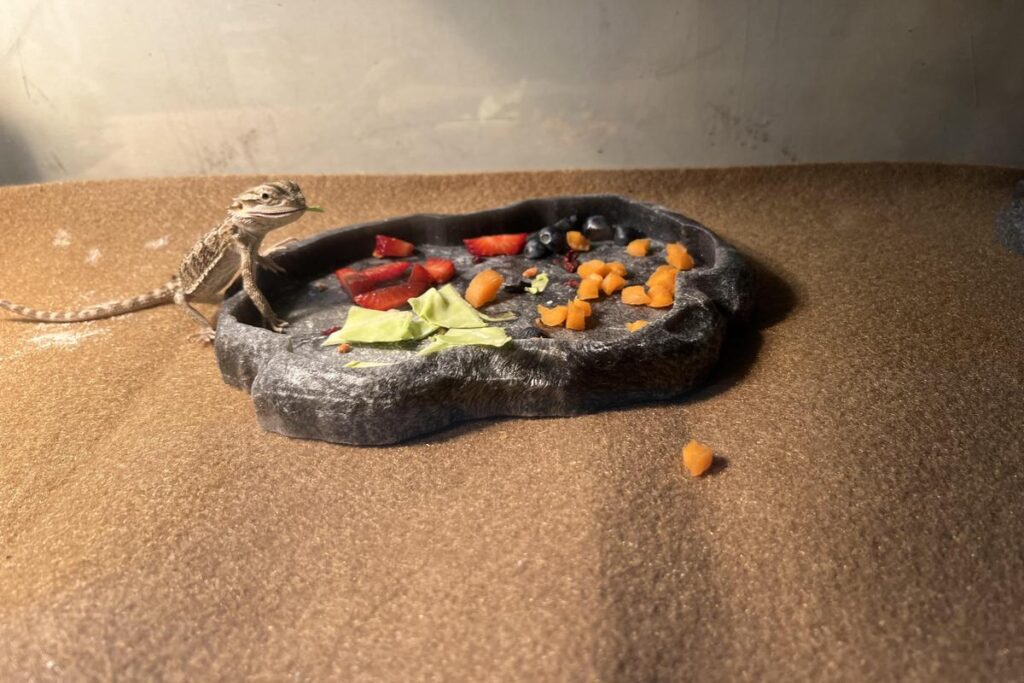 How Often Should I Feed My Lizard