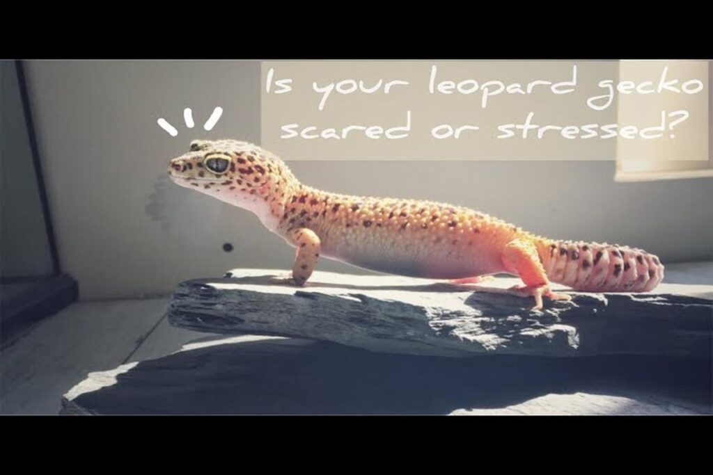 What Are The Signs Of A Stressed Lizard