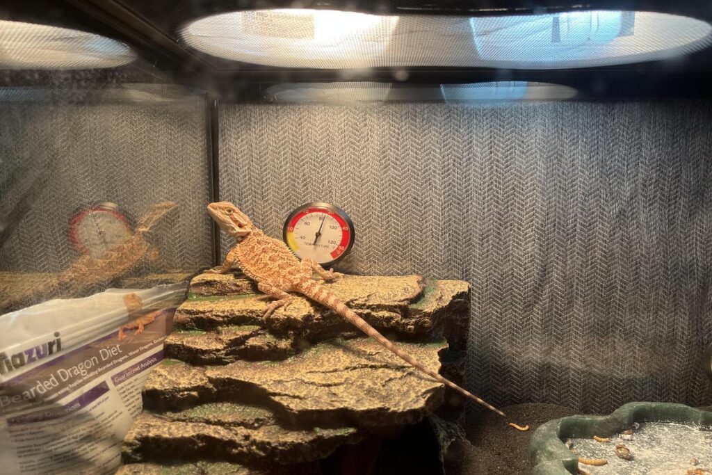 Why Does My Lizard Bask In The Heat