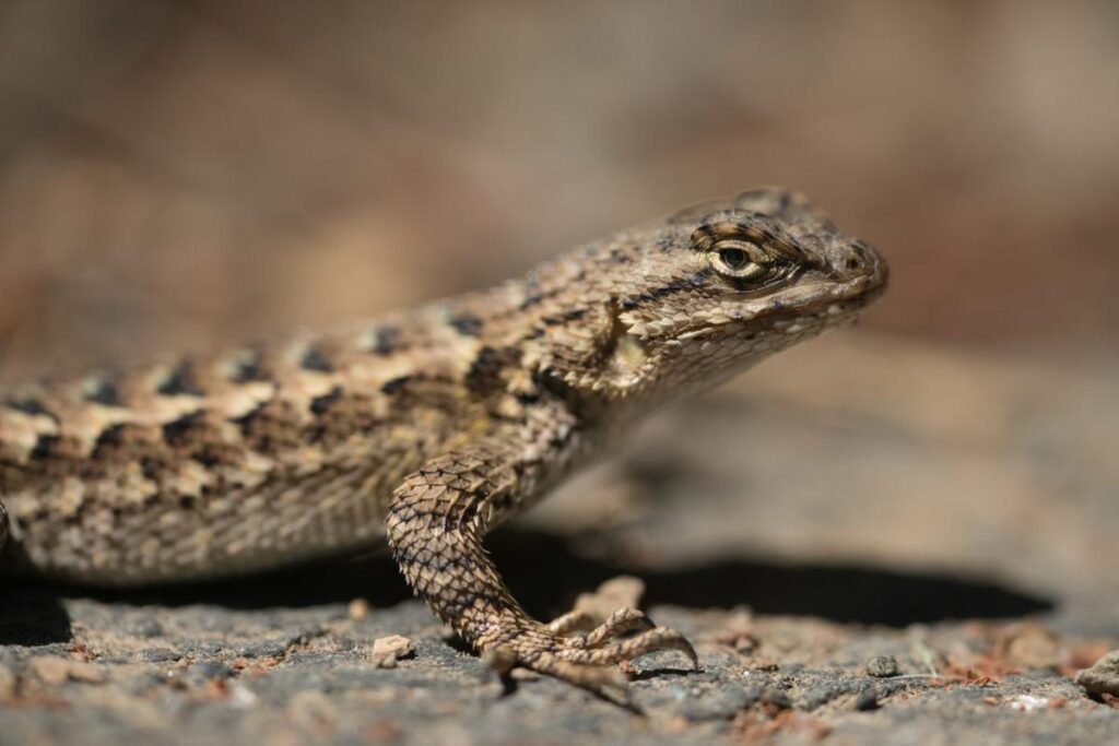 How To Tell If A Lizard Is Male Or Female